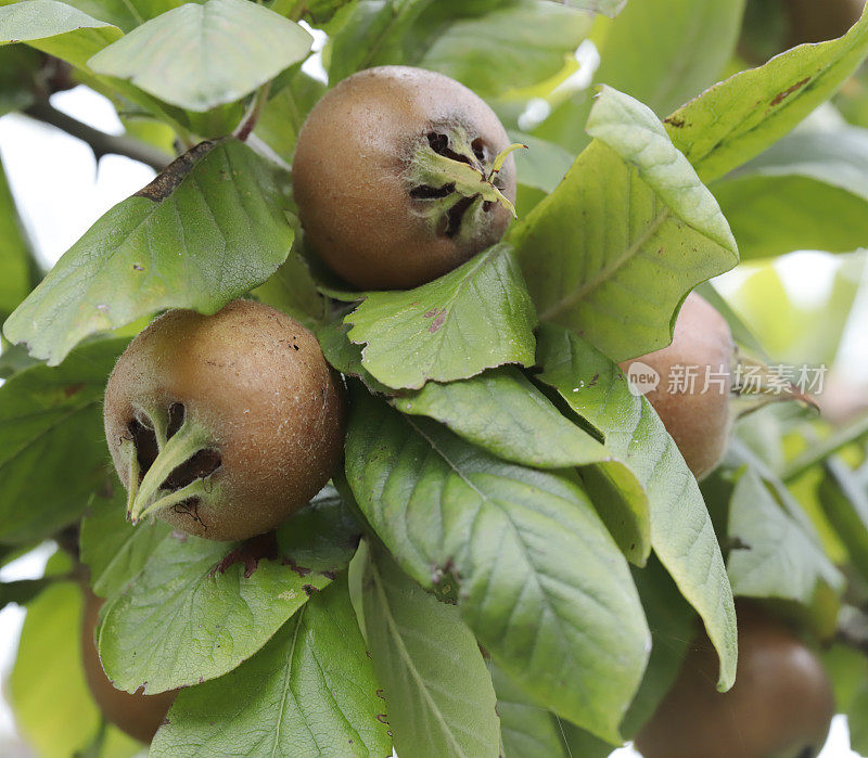 普通枸杞(Mespilus germanica)果实